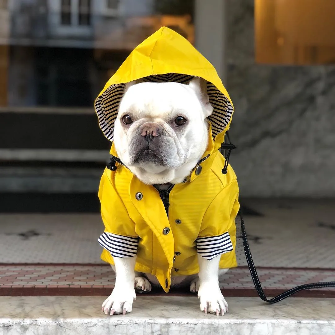 Ciré imperméable à capuche pour chien